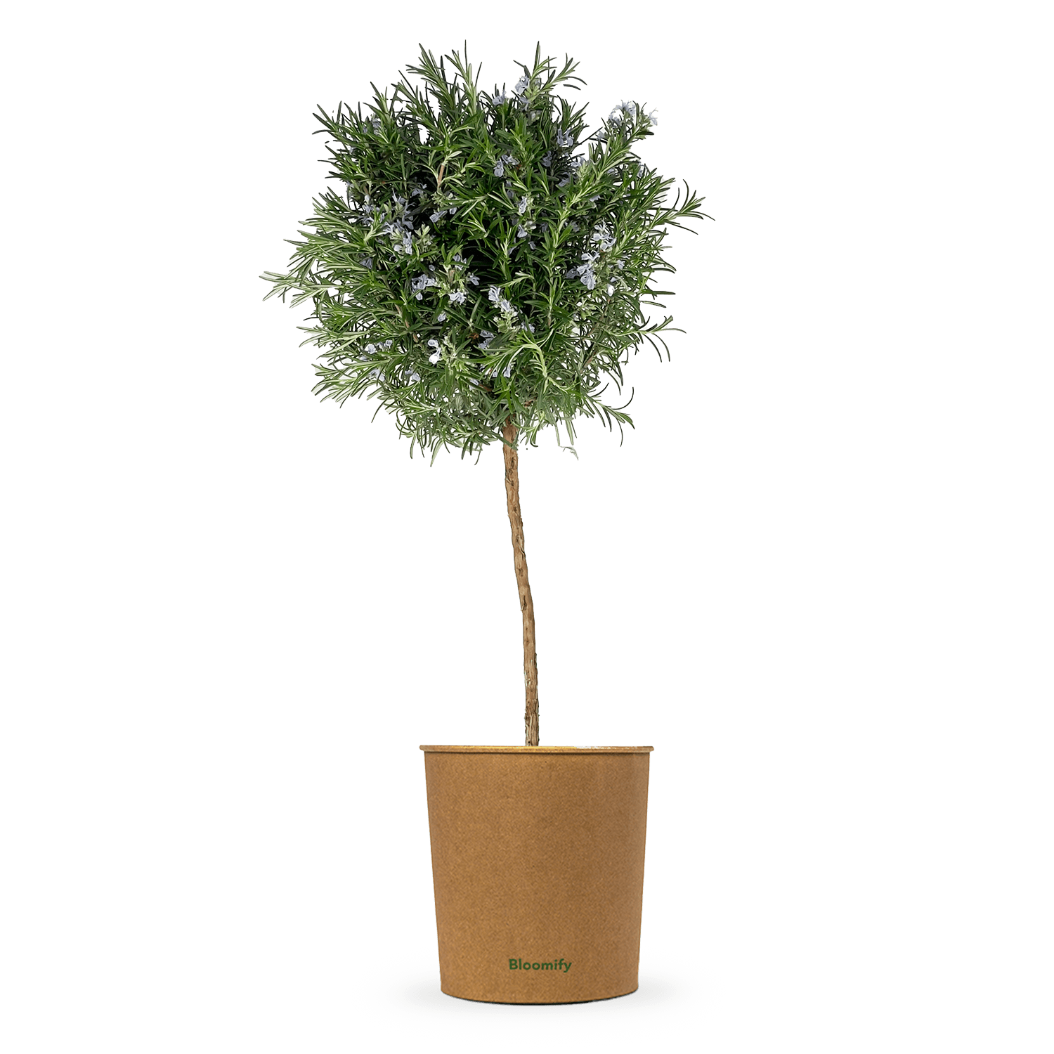 Rosmarin Stamm "Robert"