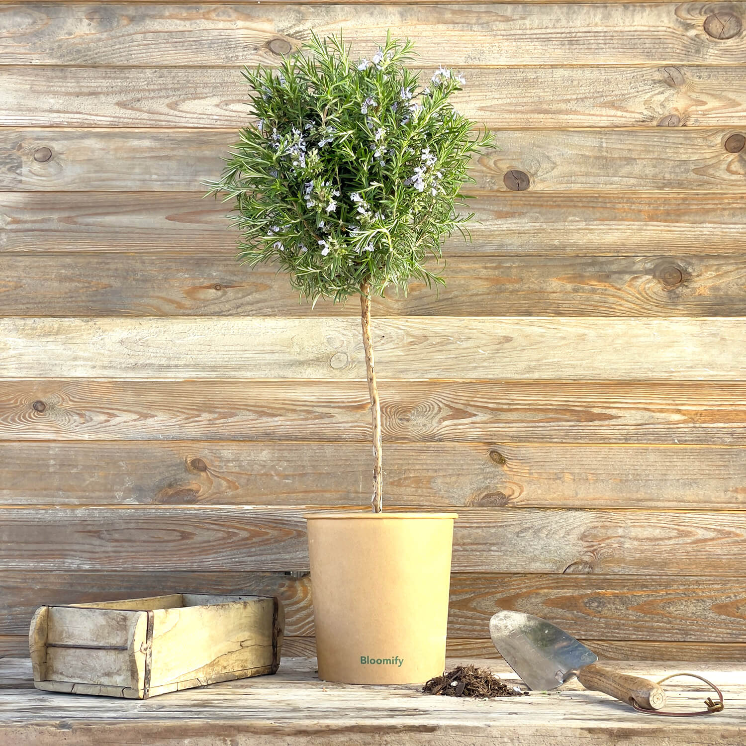 Rosmarin Stamm "Robert"