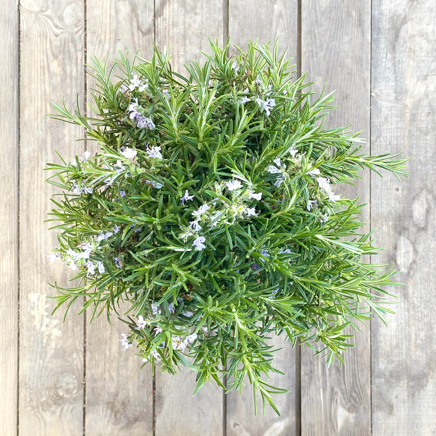 Rosmarin Stamm "Robert"