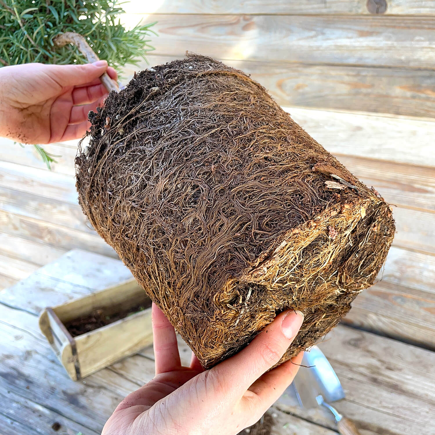 Rosmarin Stamm "Robert"