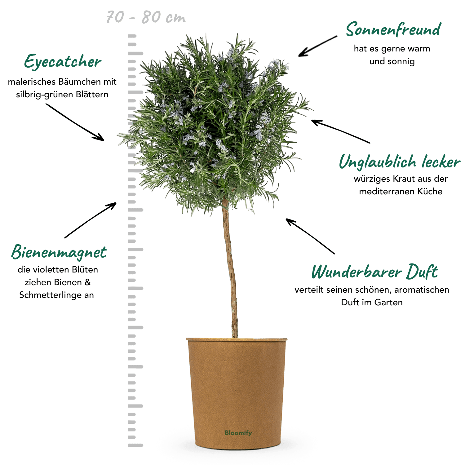 Rosmarin Stamm "Robert"