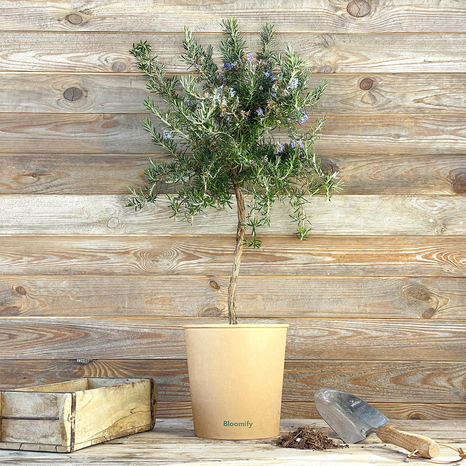 Rosmarin Stamm hängend "Ricardo"