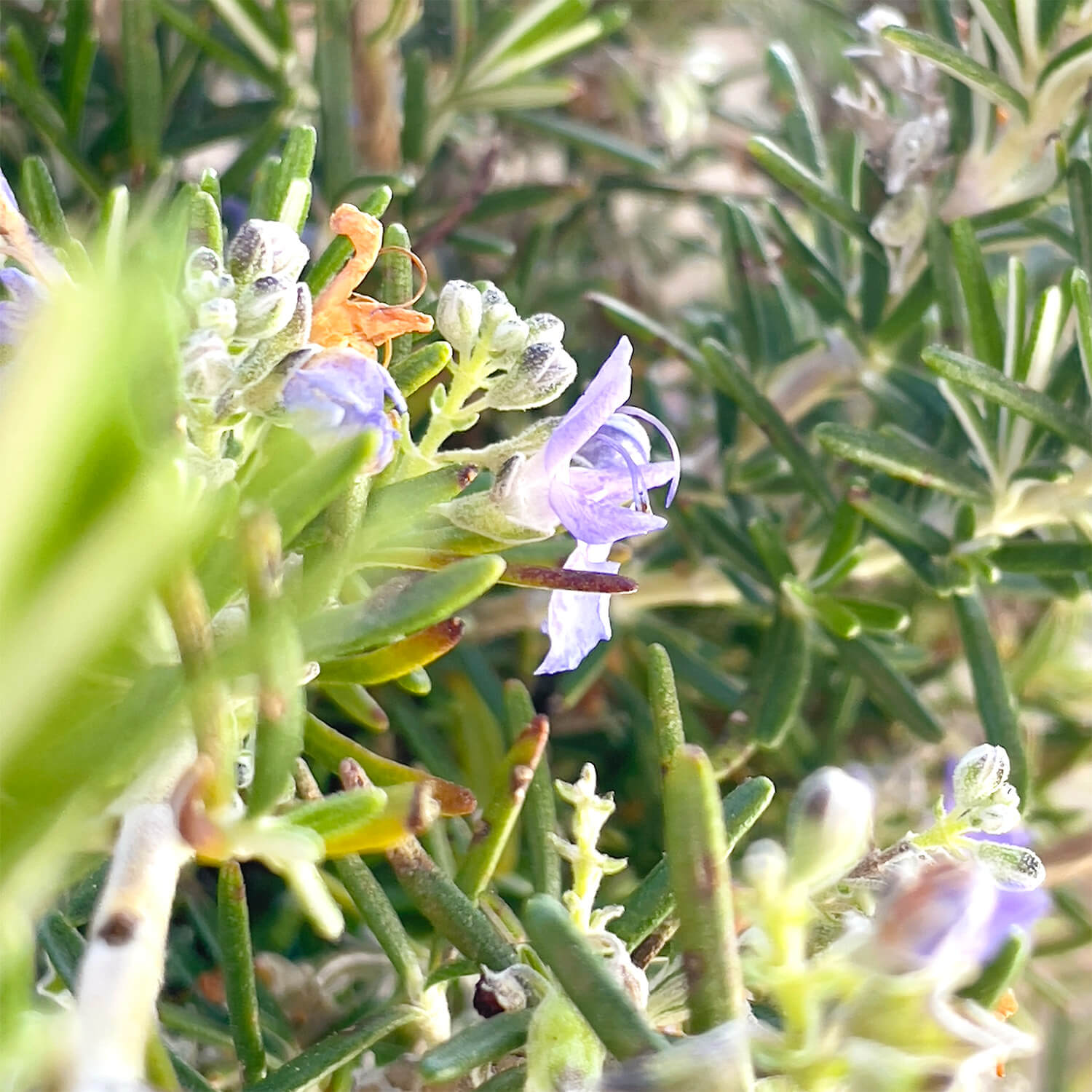 Rosmarin Stamm hängend "Ricardo"