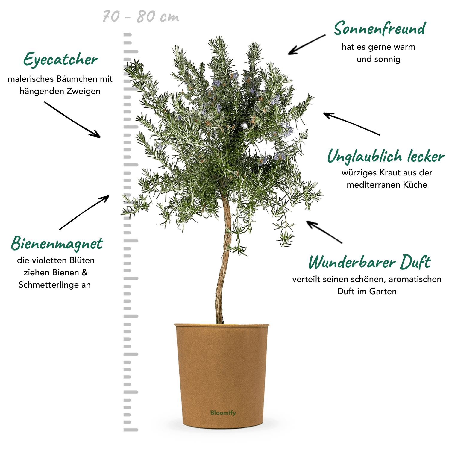 Rosmarin Stamm hängend "Ricardo"