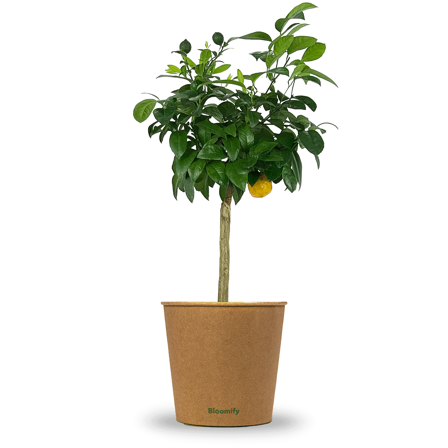 Rote Limette "Ronda"