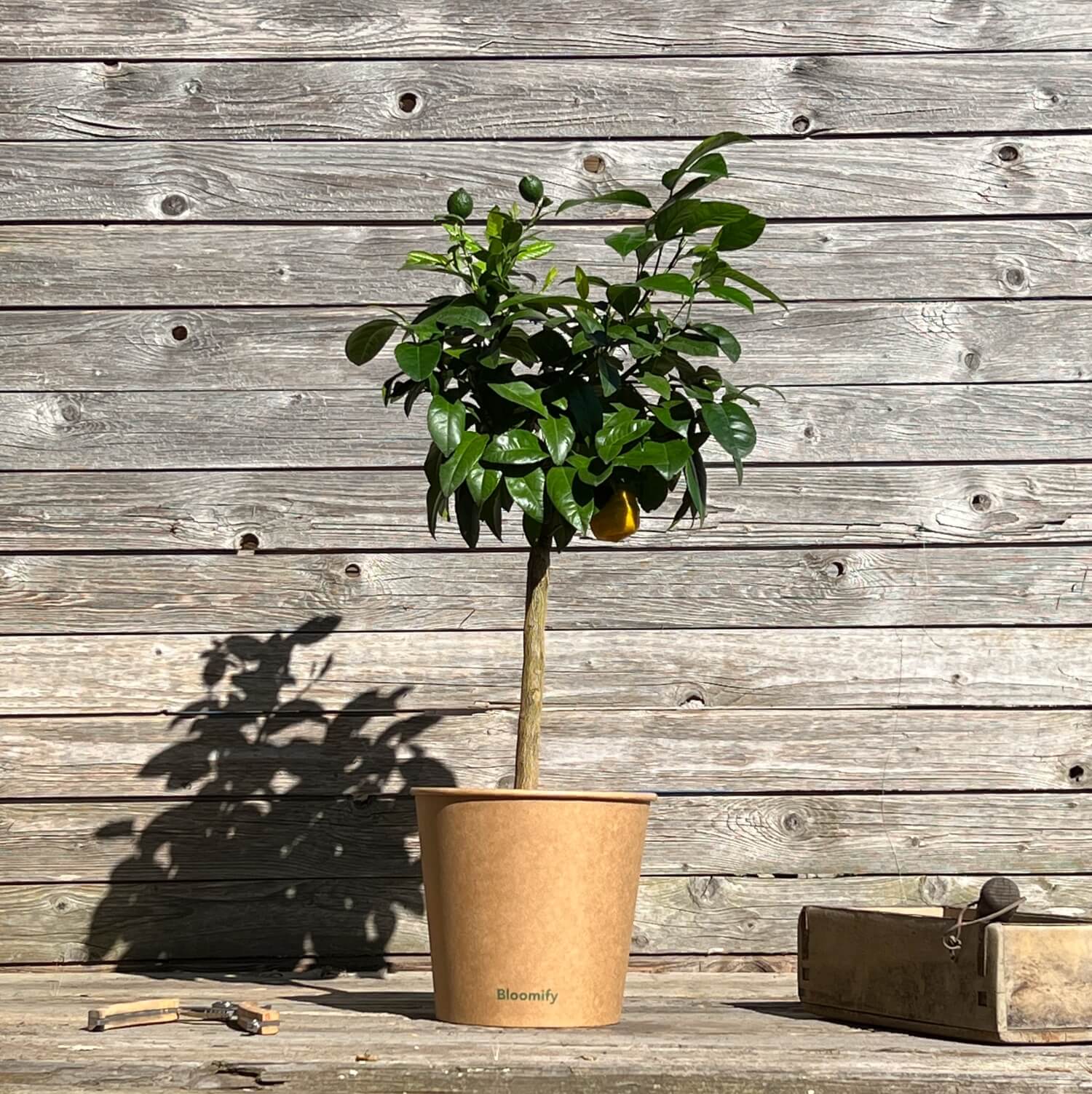 Rote Limette "Ronda"