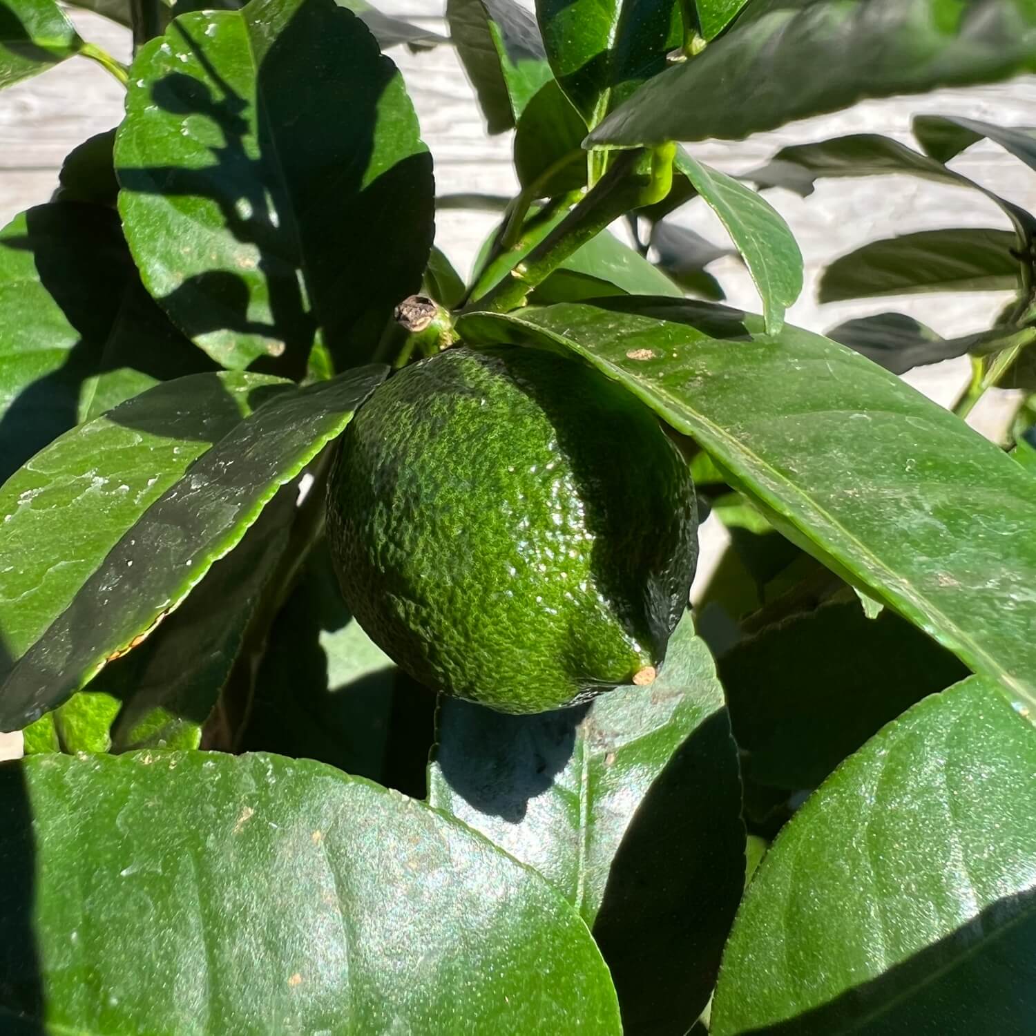 Rote Limette "Ronda"