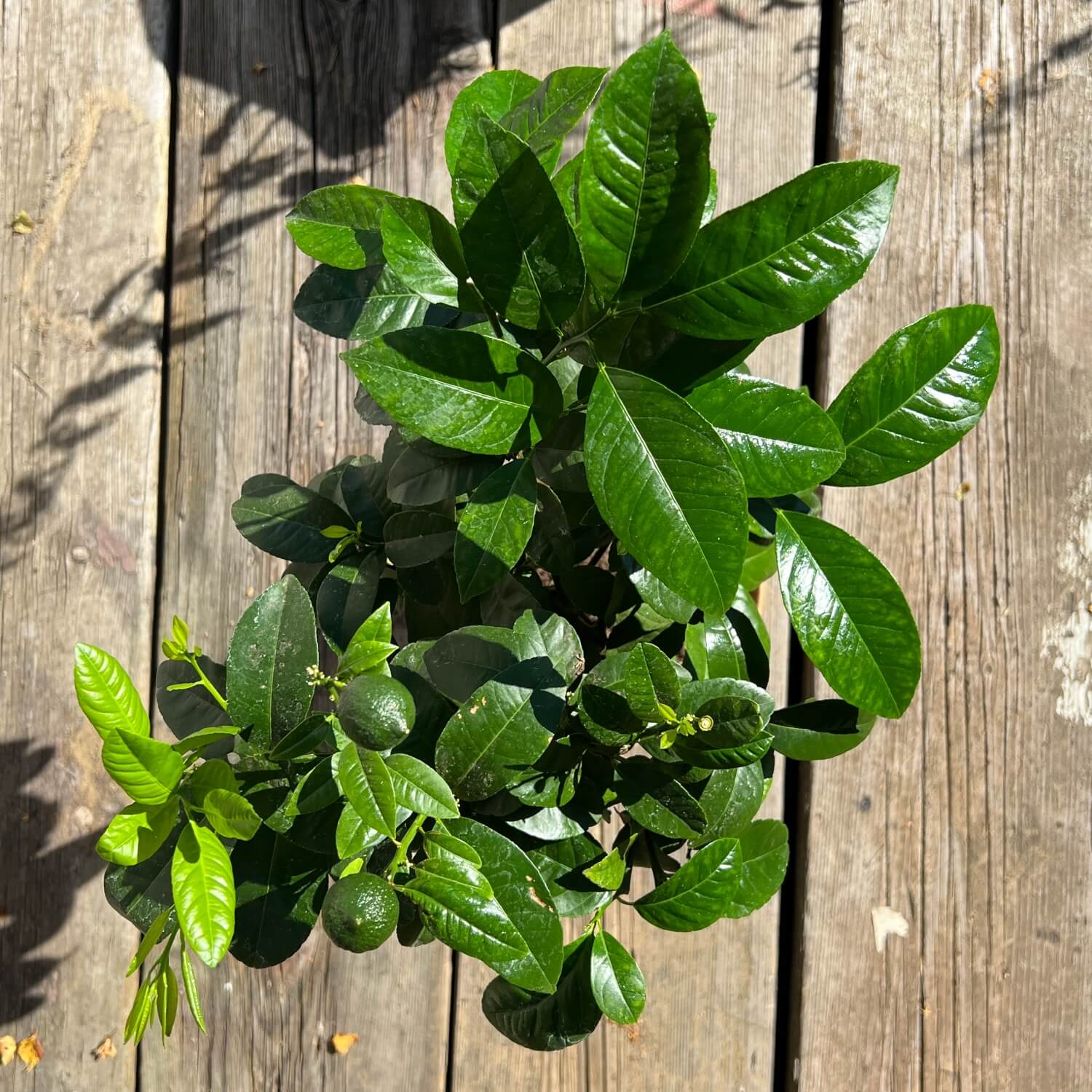 Rote Limette "Ronda"