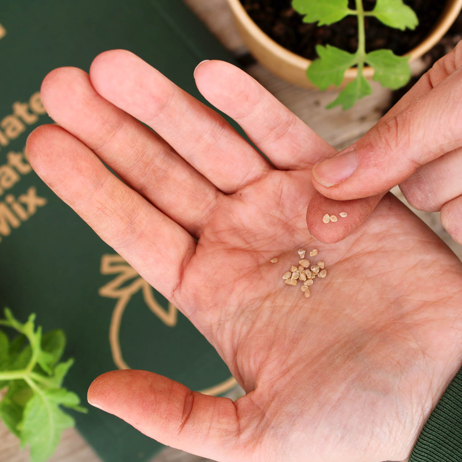 Saatgut Mix "Tomaten"