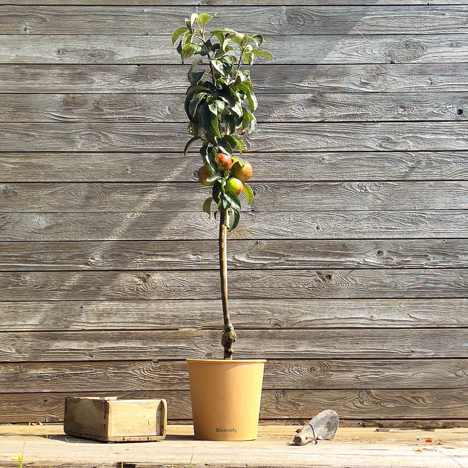 Säulenapfel "Sigfried" (Bio)