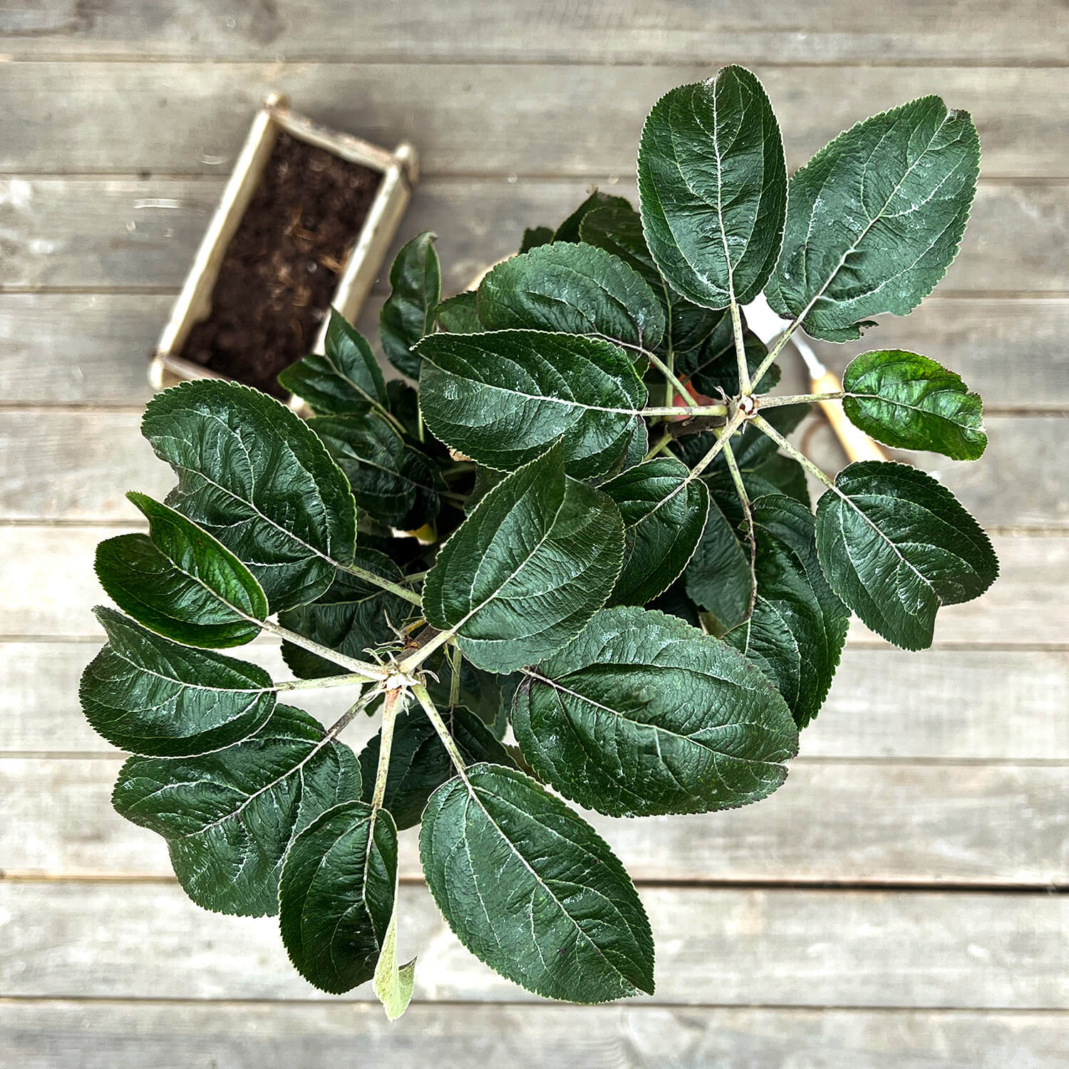 Säulenapfel "Sigfried" (Bio)