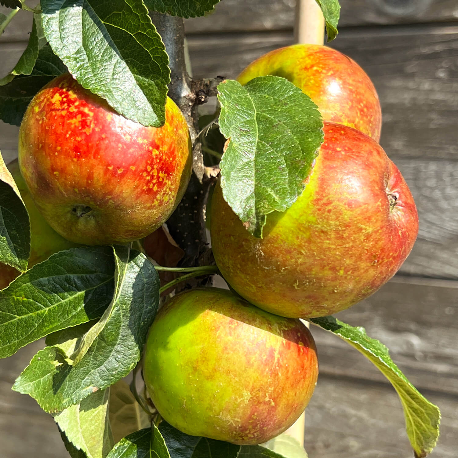 Säulenapfel "Sigfried" (Bio)