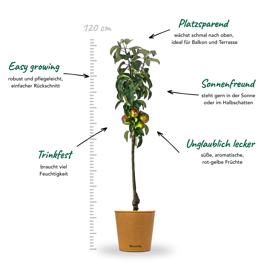 Säulenapfel "Sigfried" (Bio)