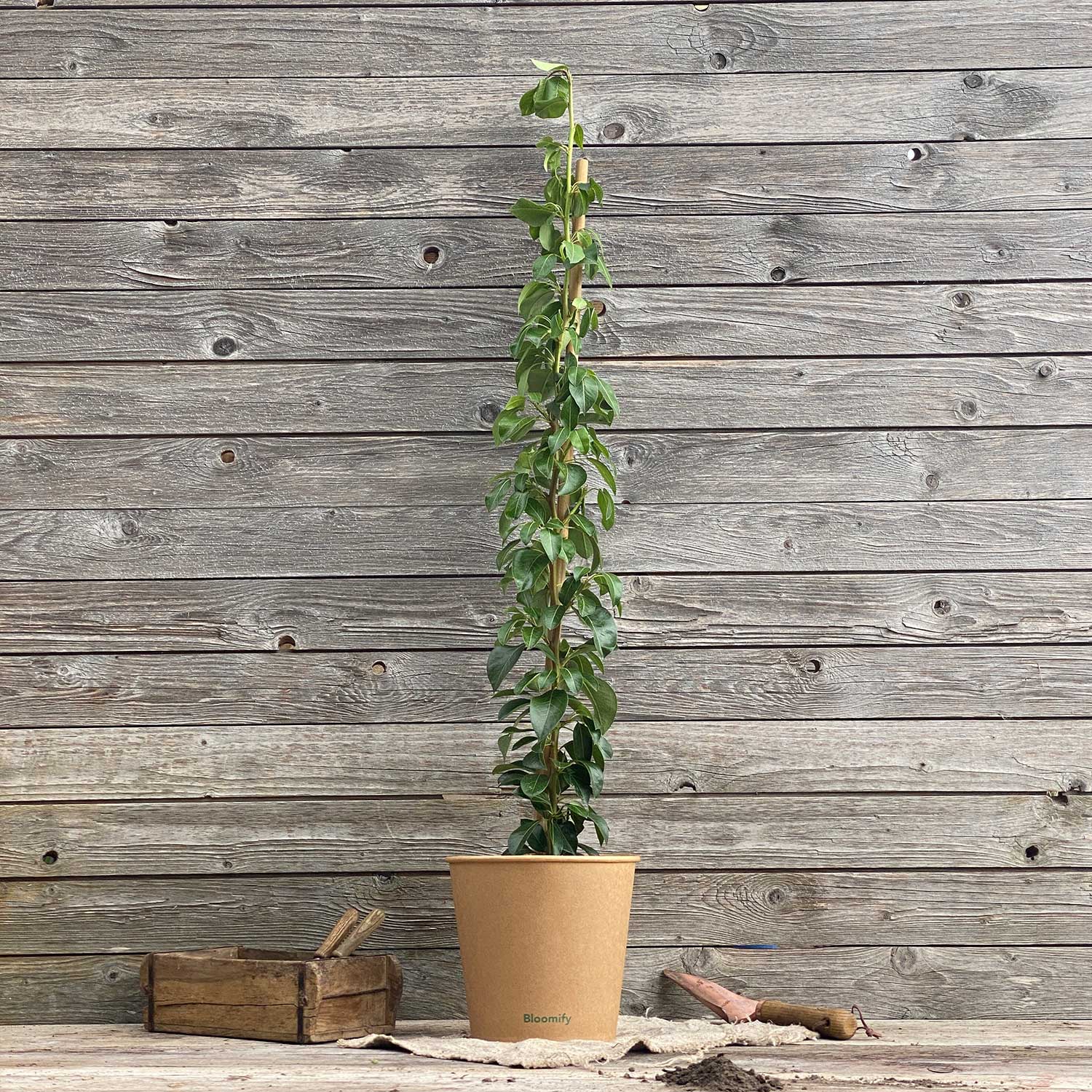 Säulenbirne "Sigrid" (Bio)