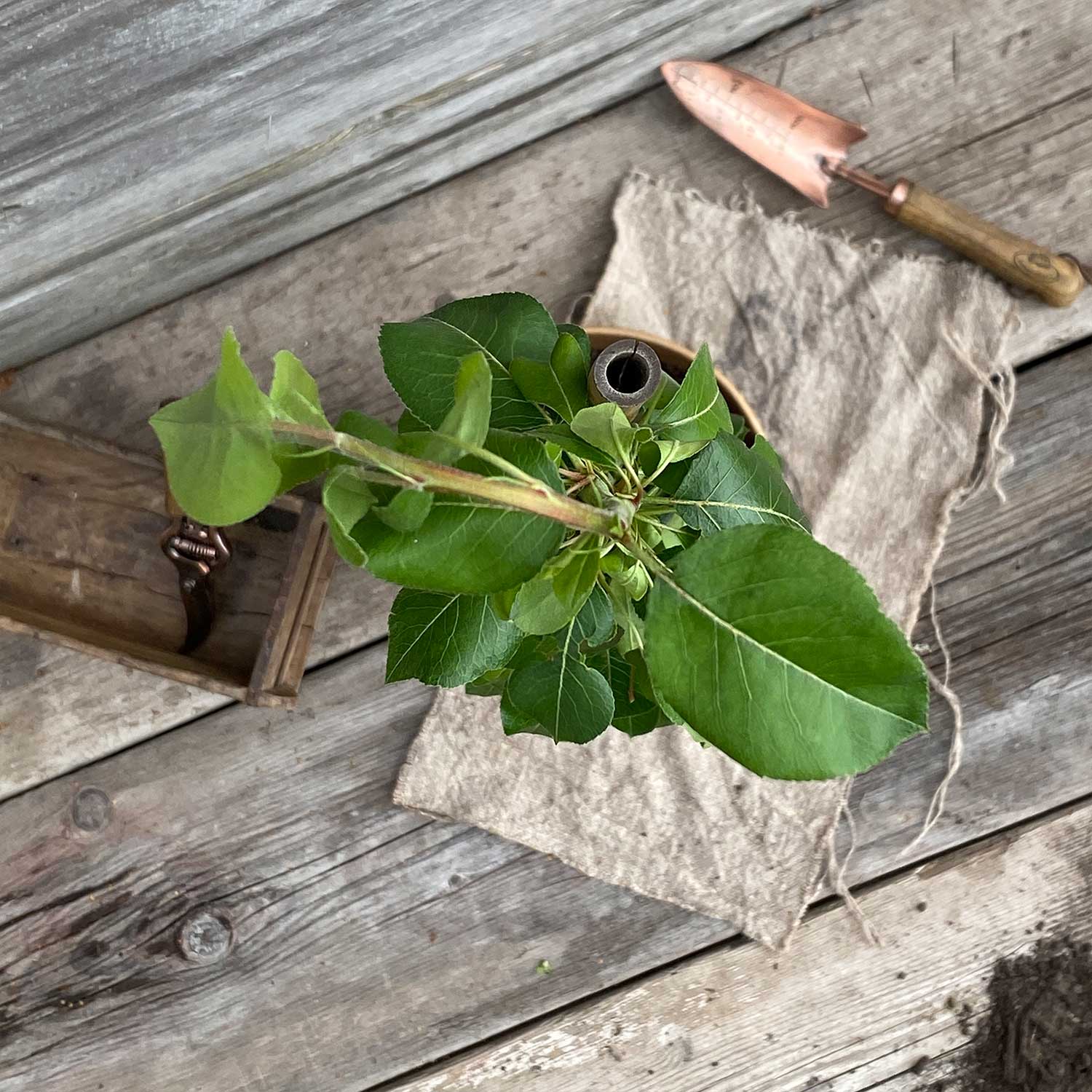 Säulenbirne "Sigrid" (Bio)