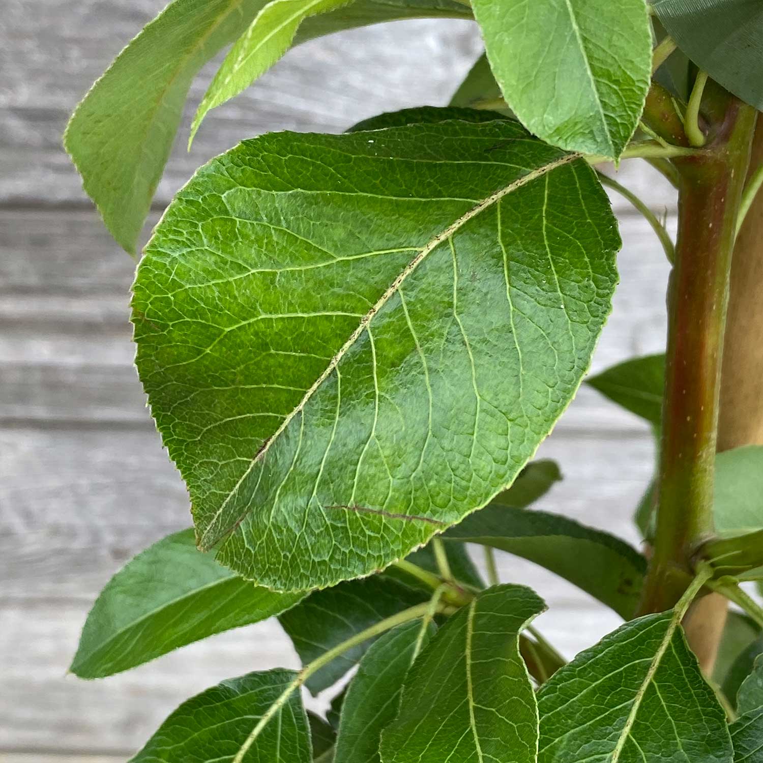 Säulenbirne "Sigrid" (Bio)