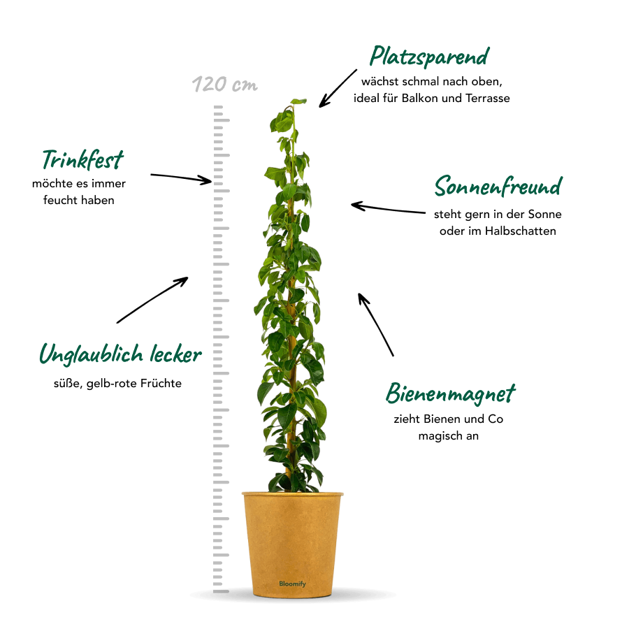 Säulenbirne "Sigrid" (Bio)