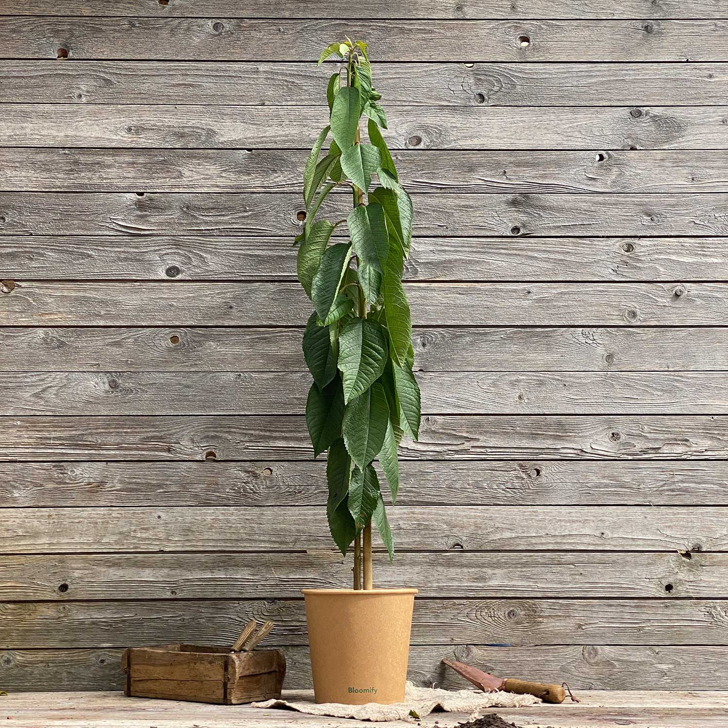 Säulenkirsche süß "Samira"