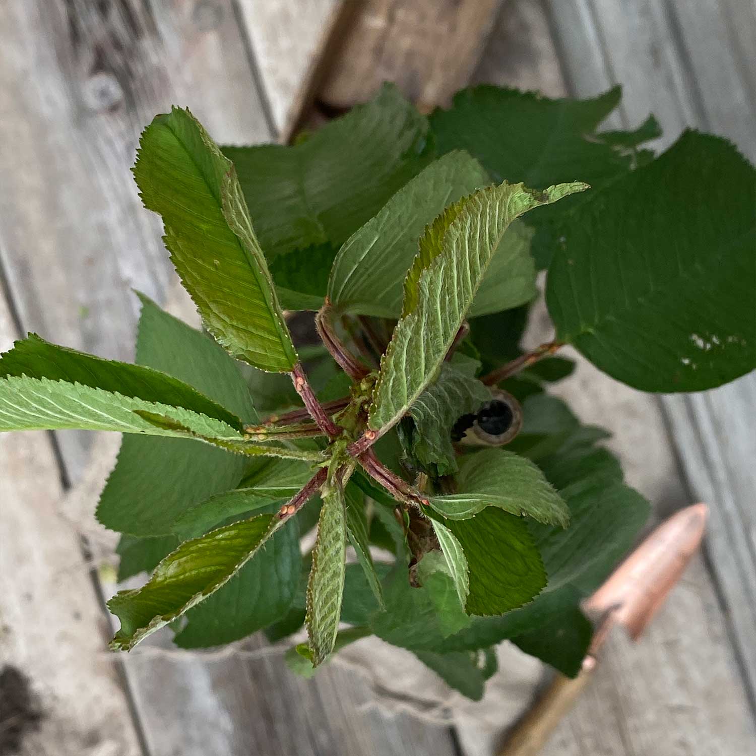 Säulenkirsche süß "Samira"