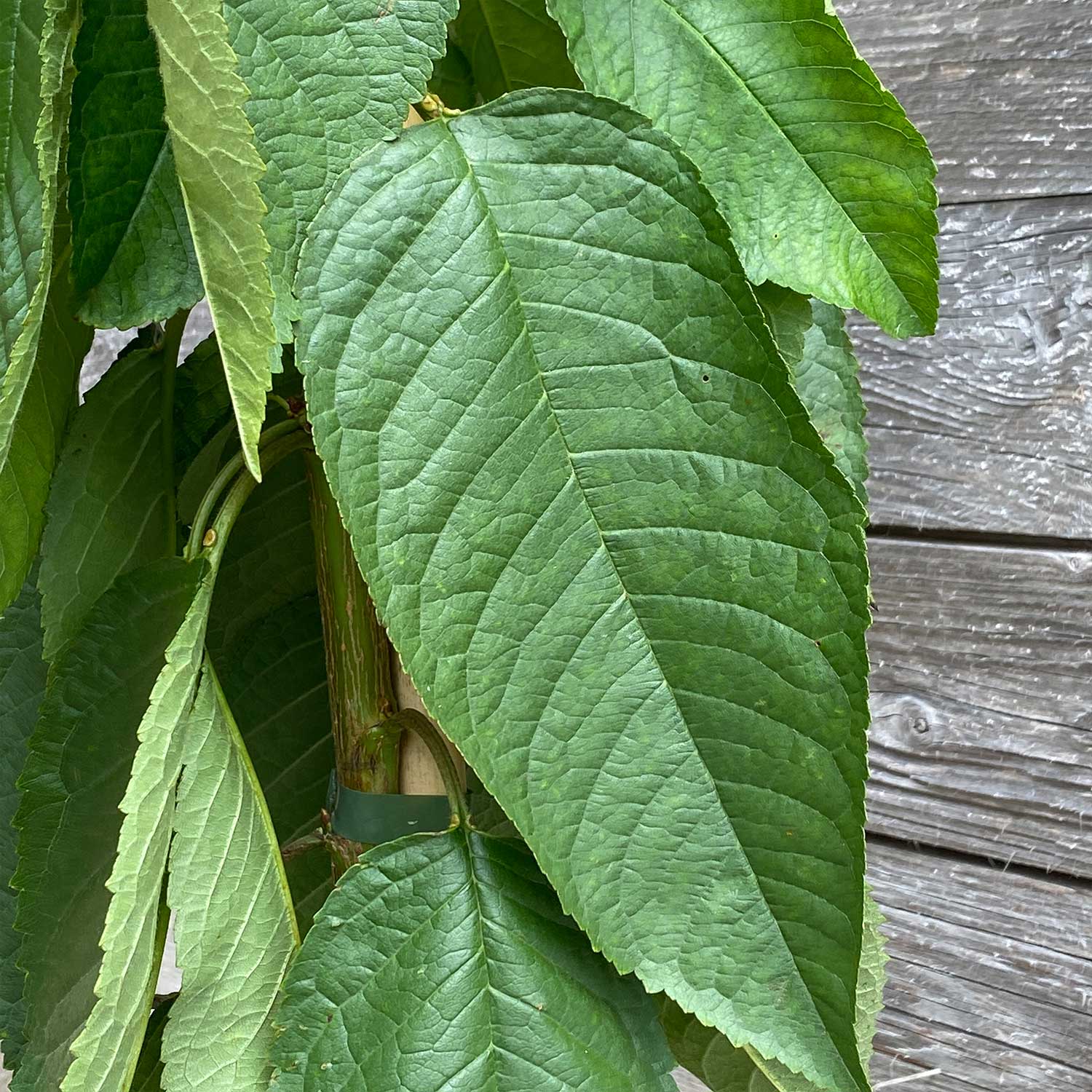 Säulenkirsche süß "Samira"