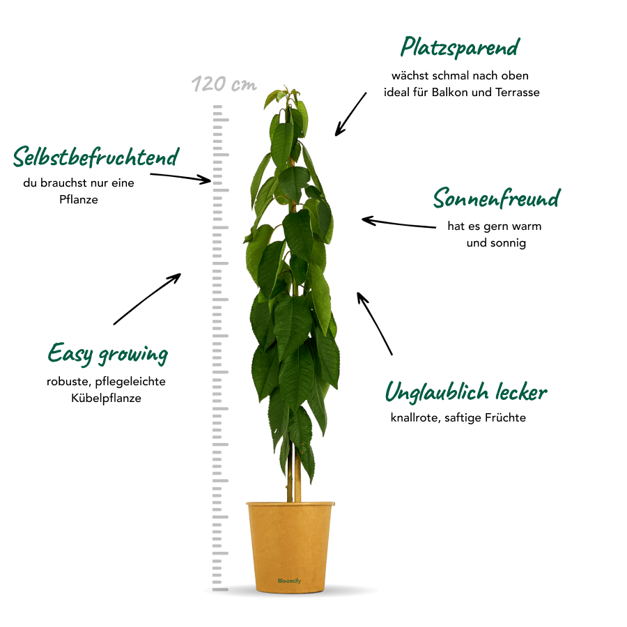 Säulenkirsche süß "Samira"