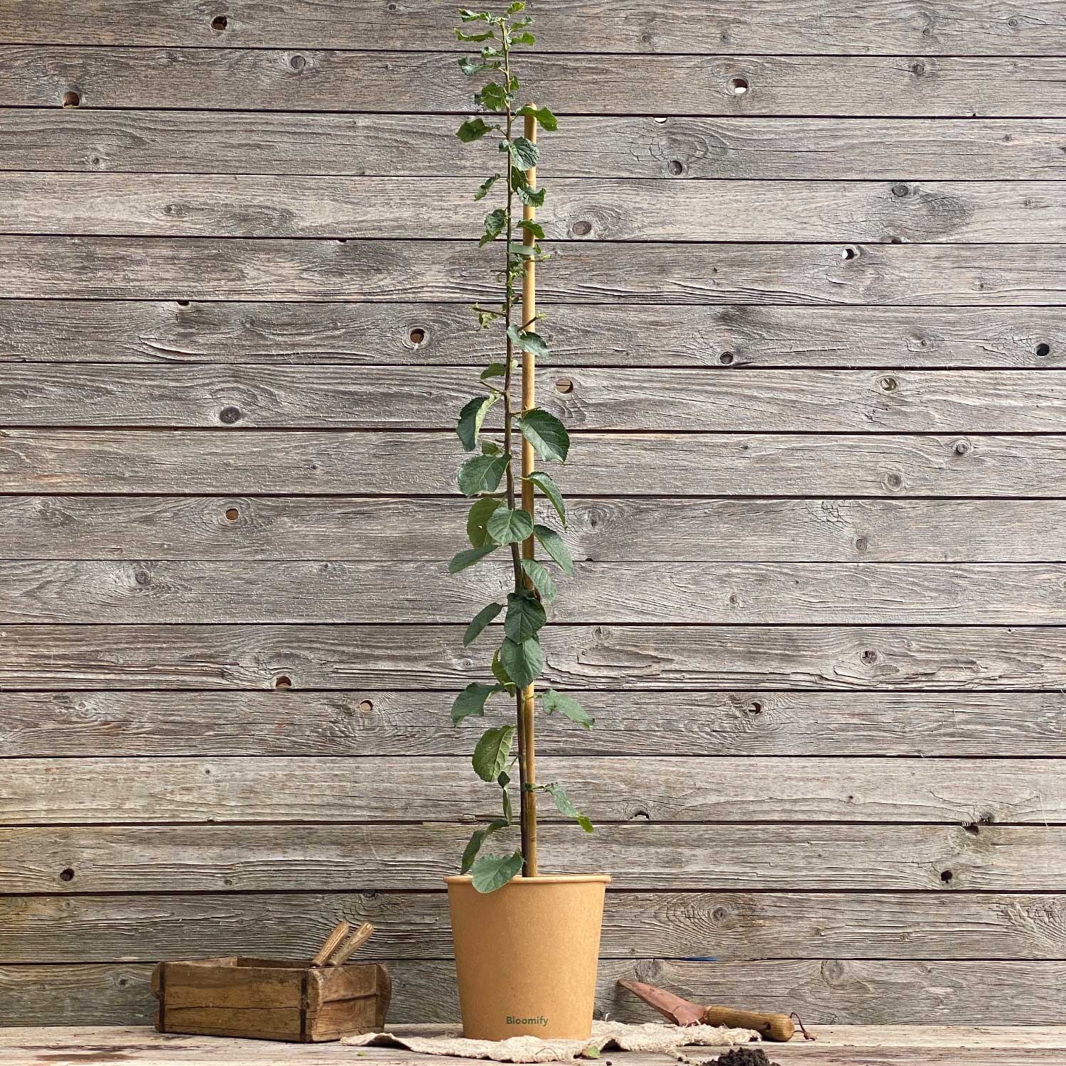 Säulenzwetschge "Slavik" (Bio)