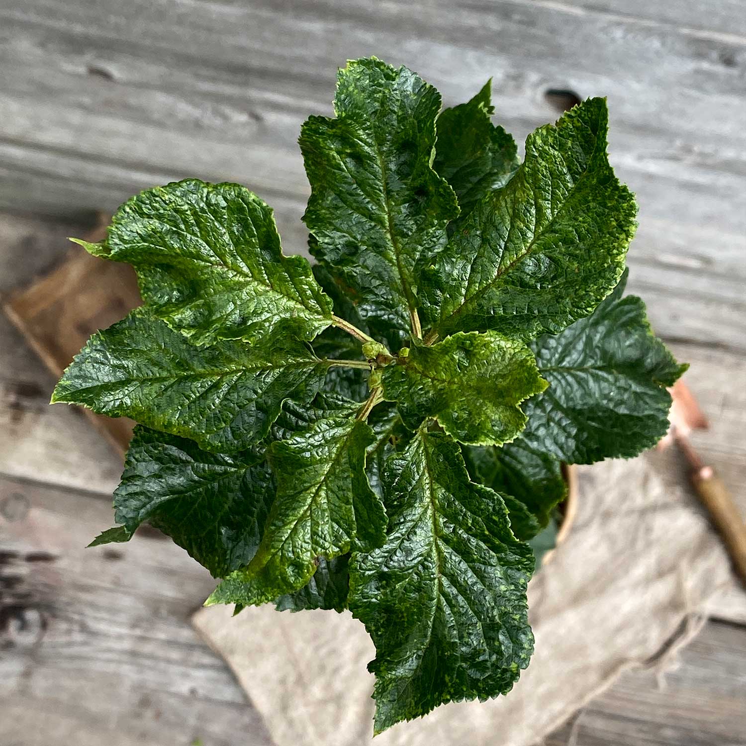 Säulenzwetschge "Slavik" (Bio)