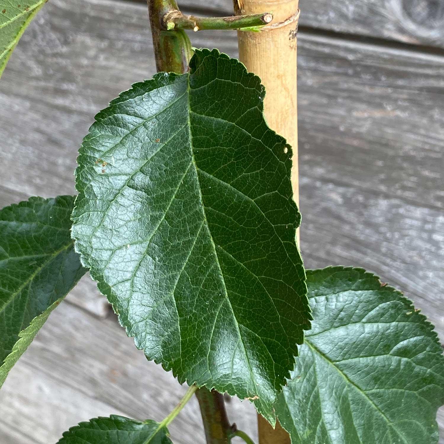 Säulenzwetschge "Slavik" (Bio)