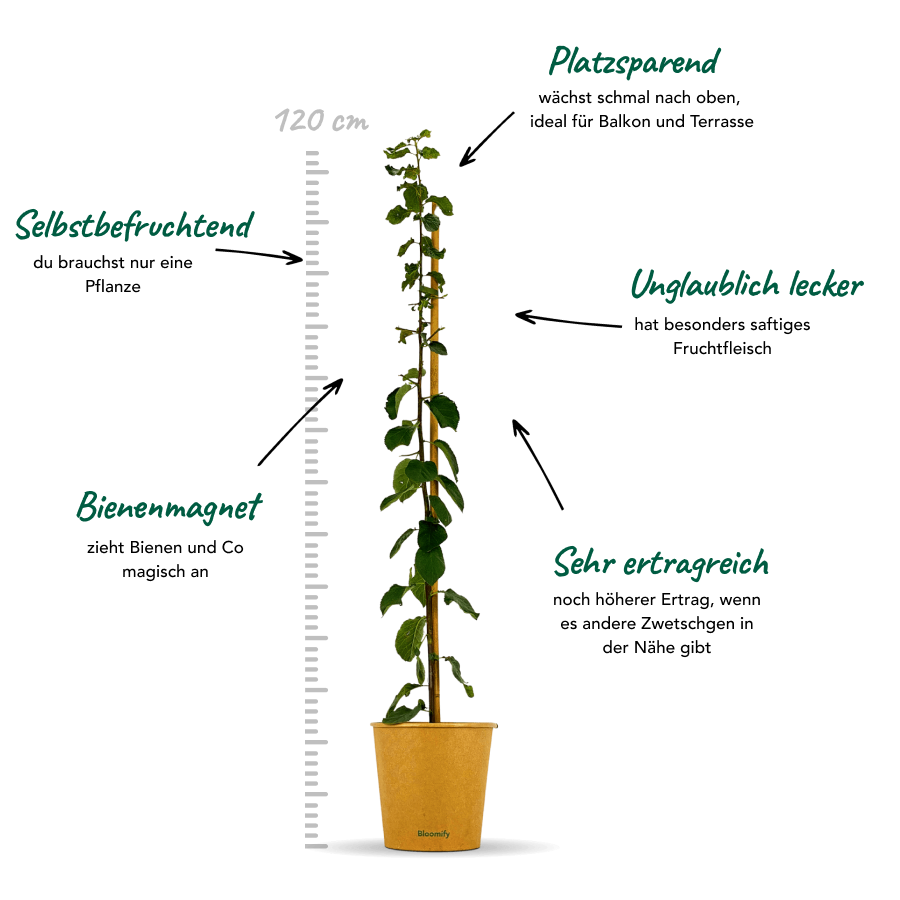 Säulenzwetschge "Slavik" (Bio)
