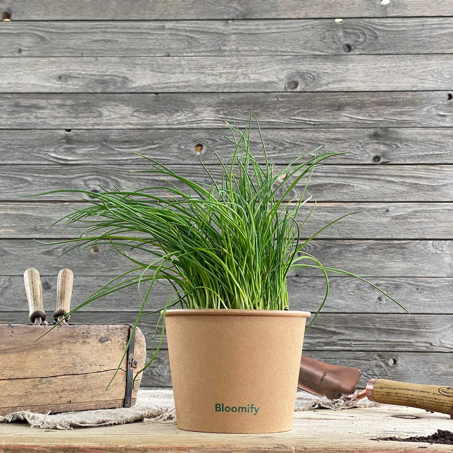 Schnittlauch "Siggi"