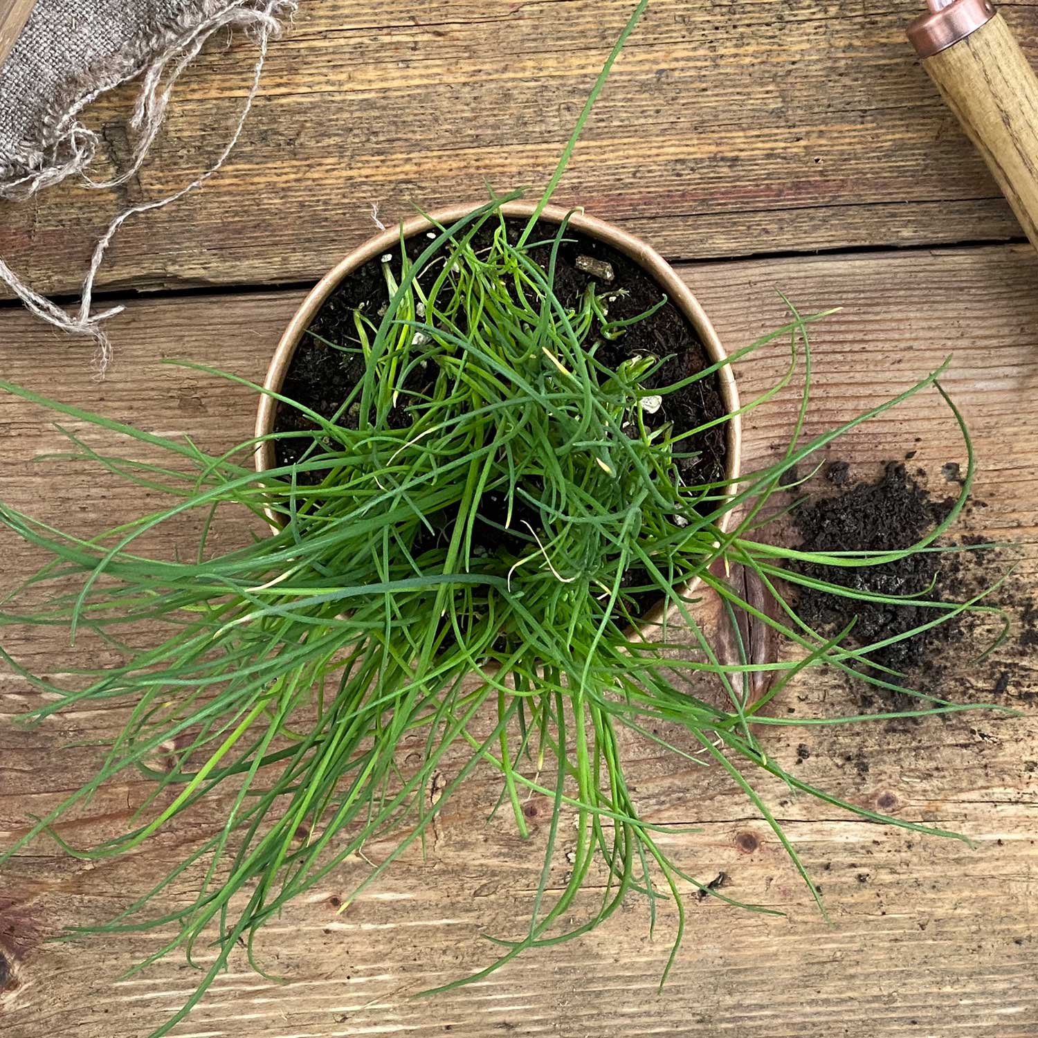 Schnittlauch "Siggi"