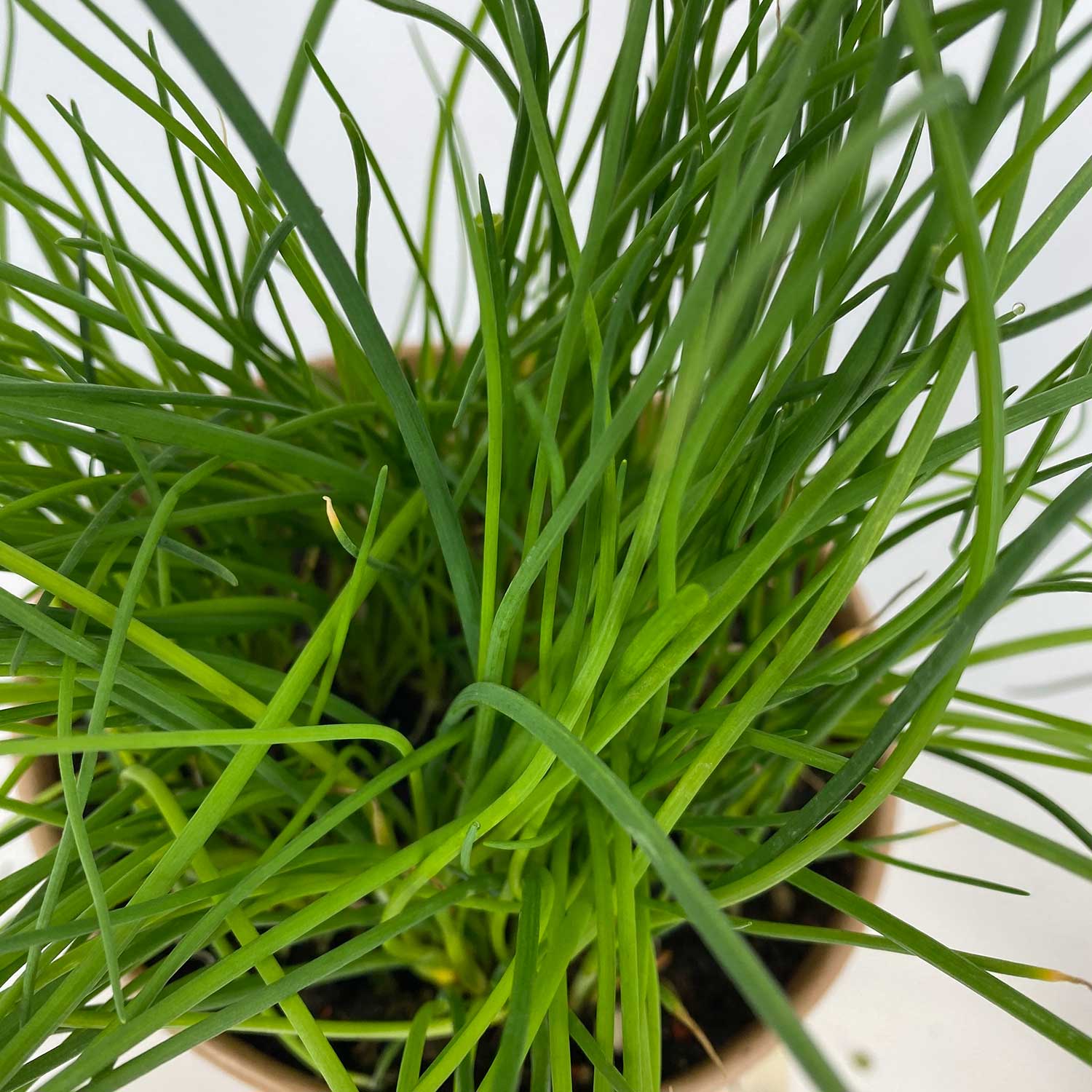 Schnittlauch "Siggi"