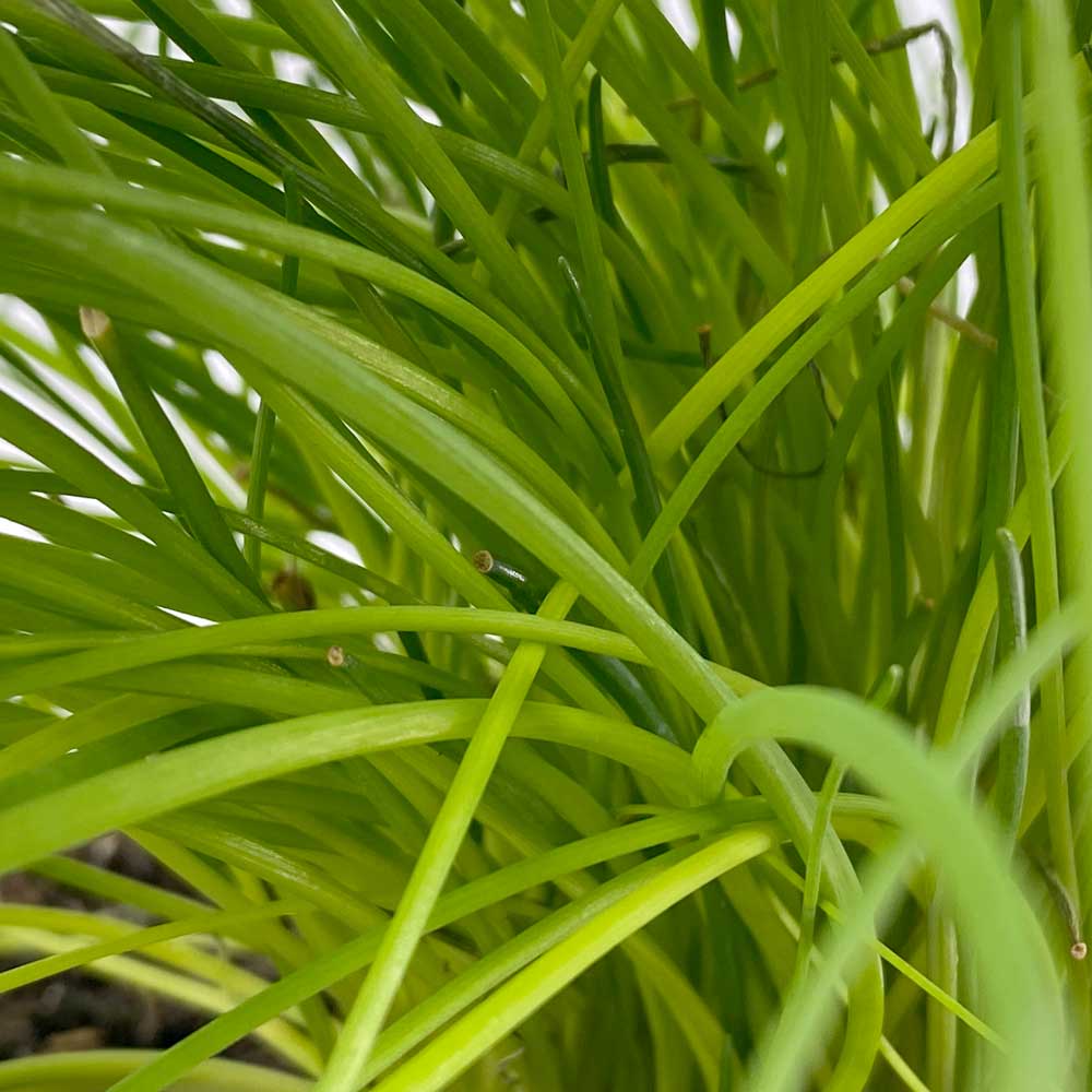 Schnittlauch "Siggi"