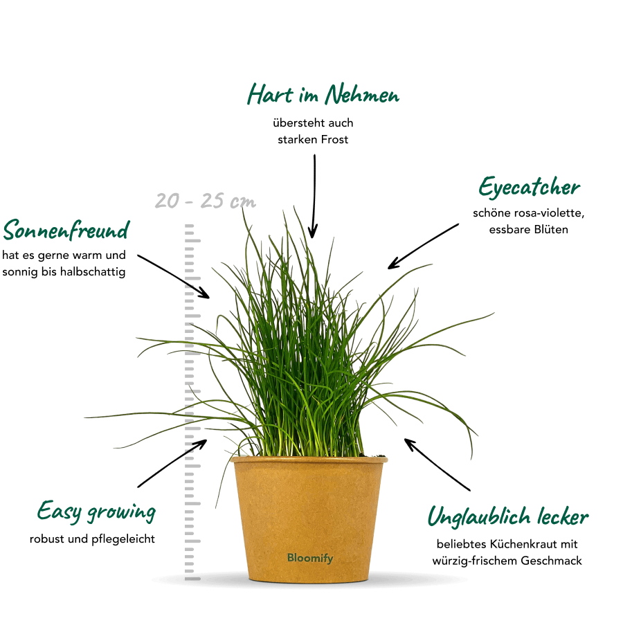 Schnittlauch "Siggi"