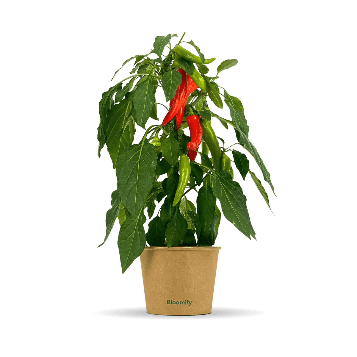 Snackchili "Sanchez"