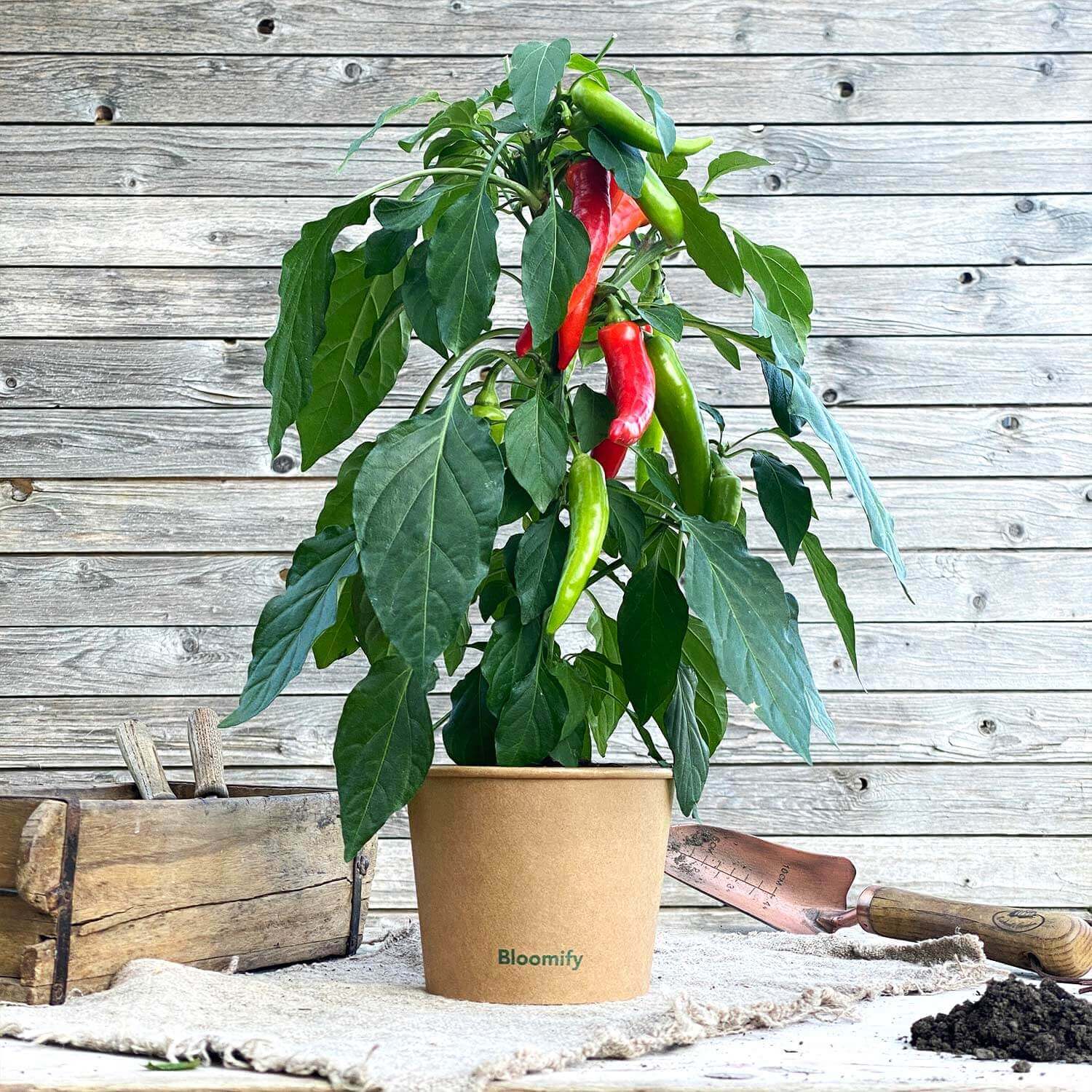 Snackchili "Sanchez"