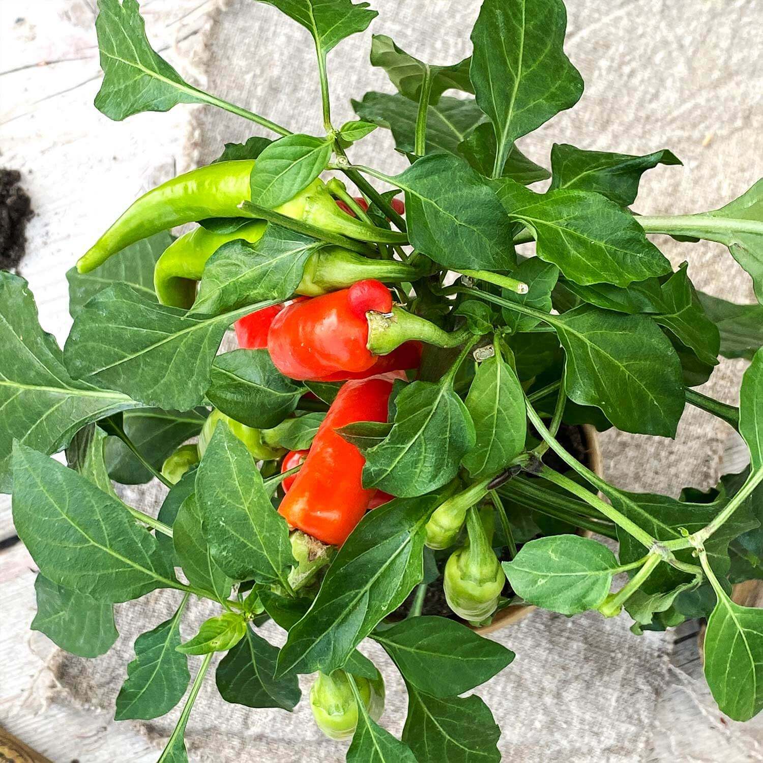 Snackchili "Sanchez"