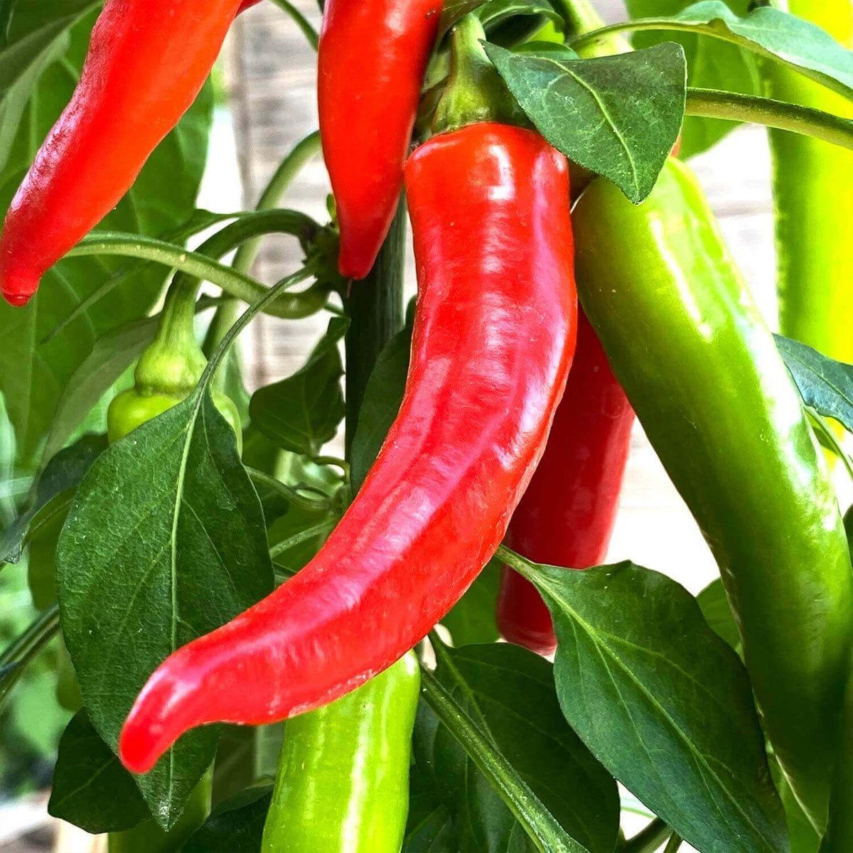 Snackchili "Sanchez"