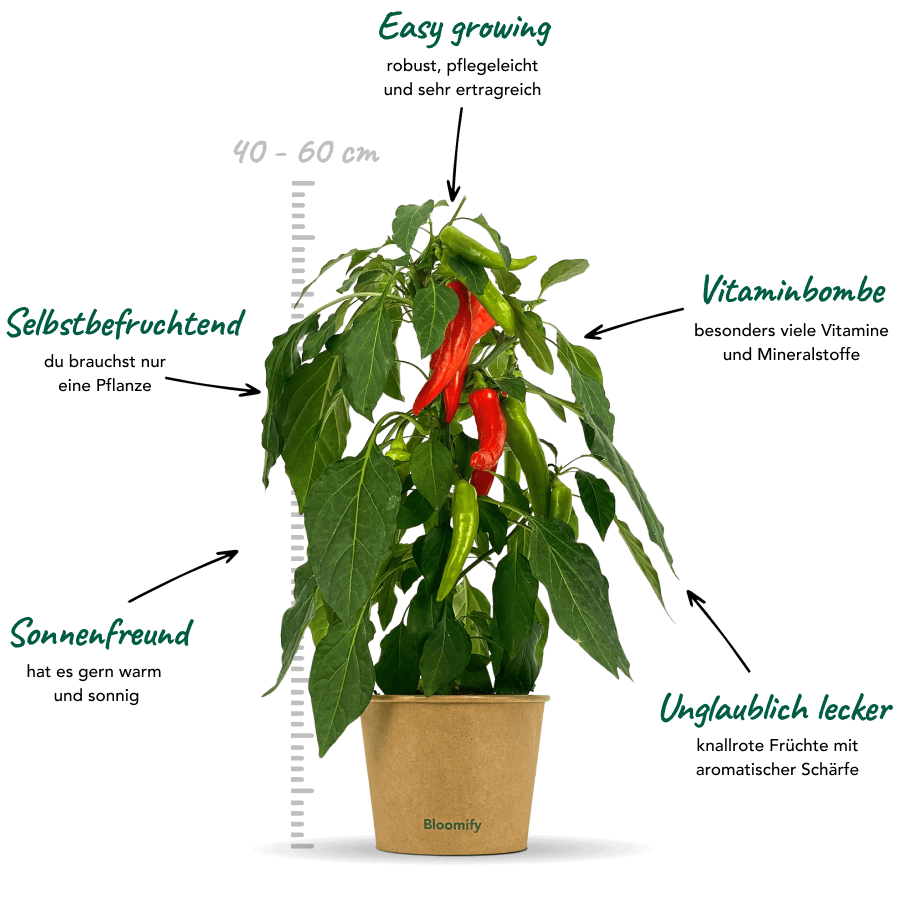 Snackchili "Sanchez"