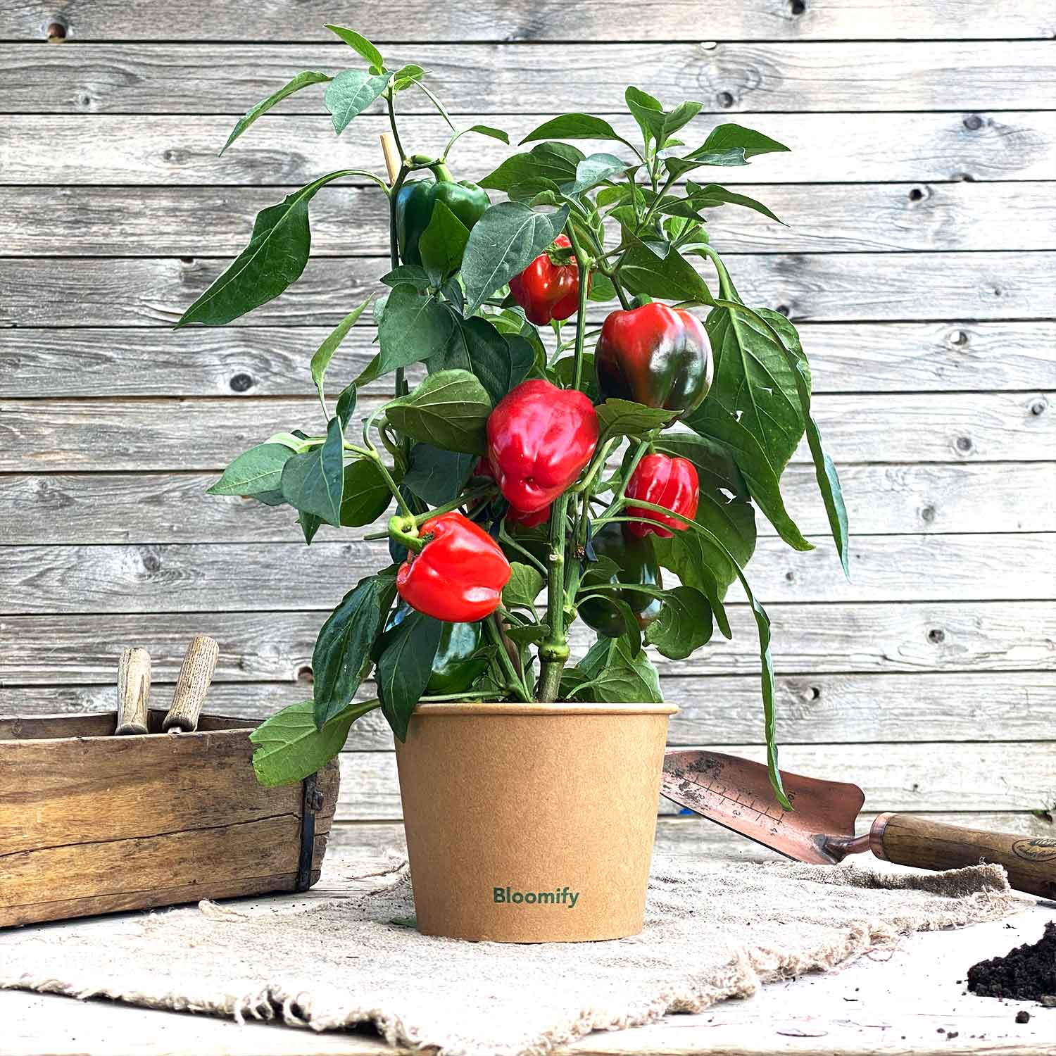 Snackpaprika "Sergio"