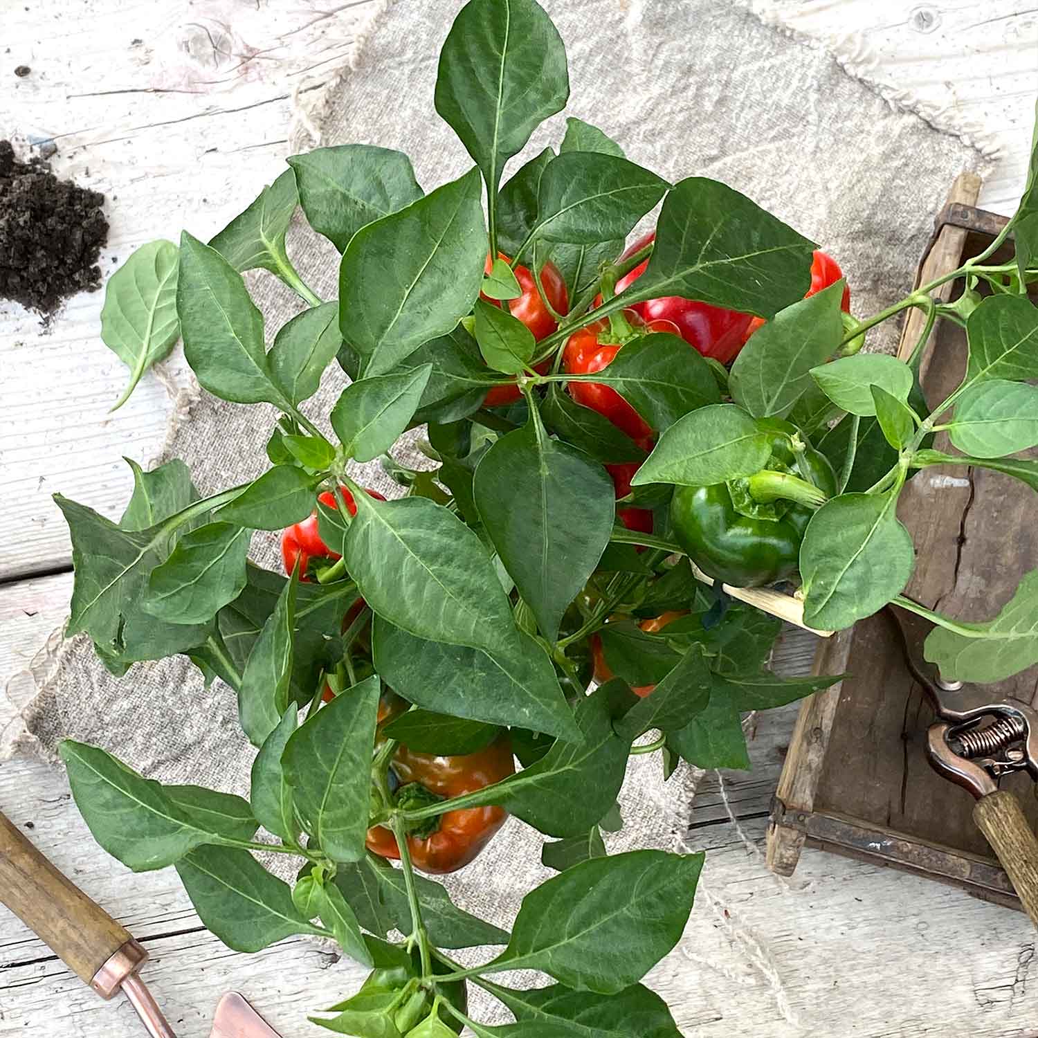 Snackpaprika "Sergio"