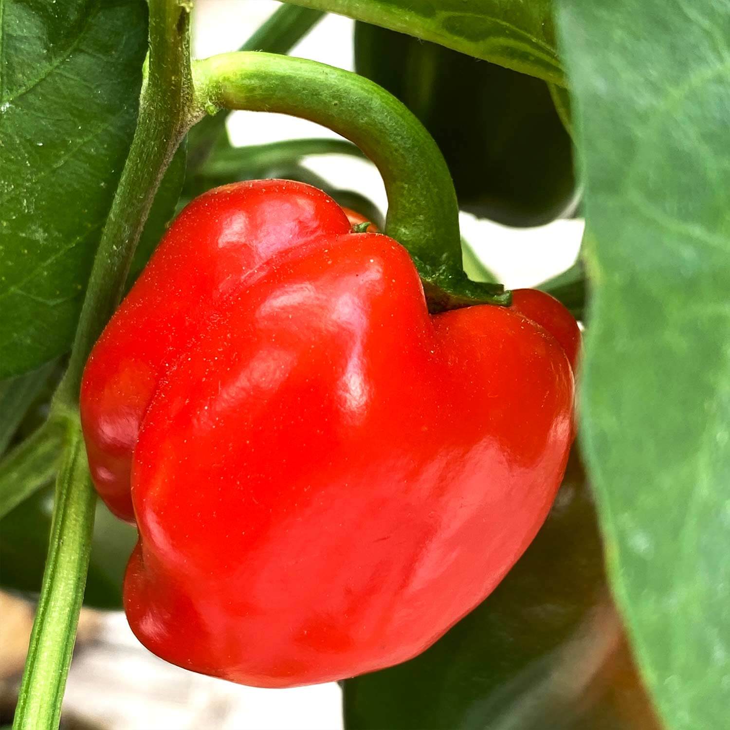 Snackpaprika "Sergio"