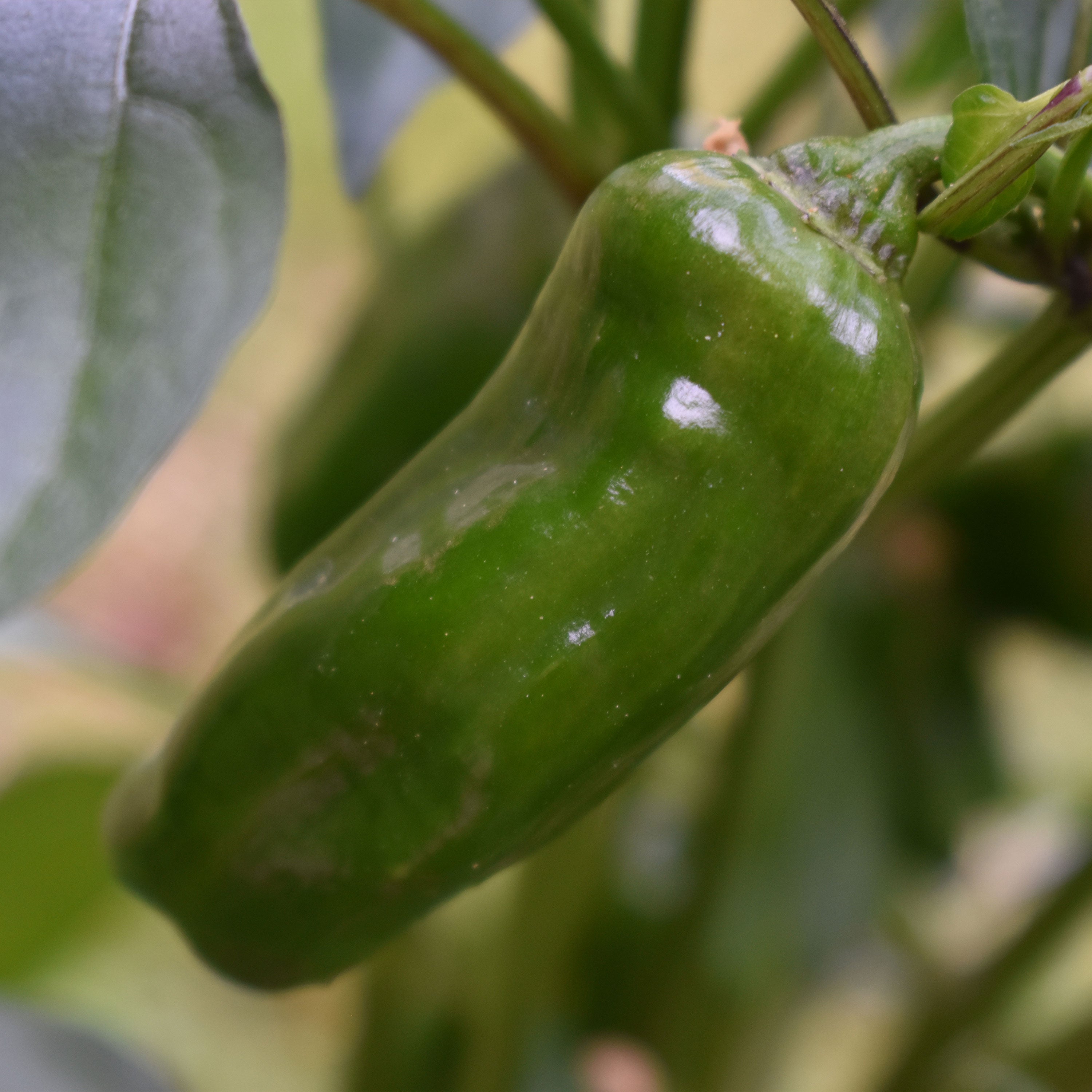 Snackpaprika "Sergio"