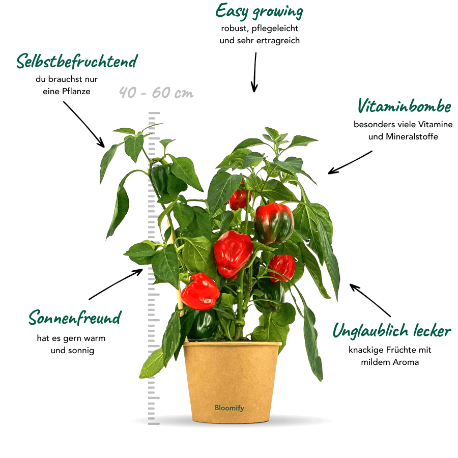 Snackpaprika "Sergio"