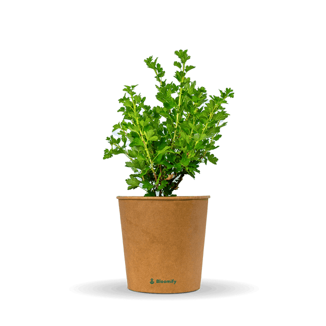 Stachelbeere rot "Stella" (Bio)