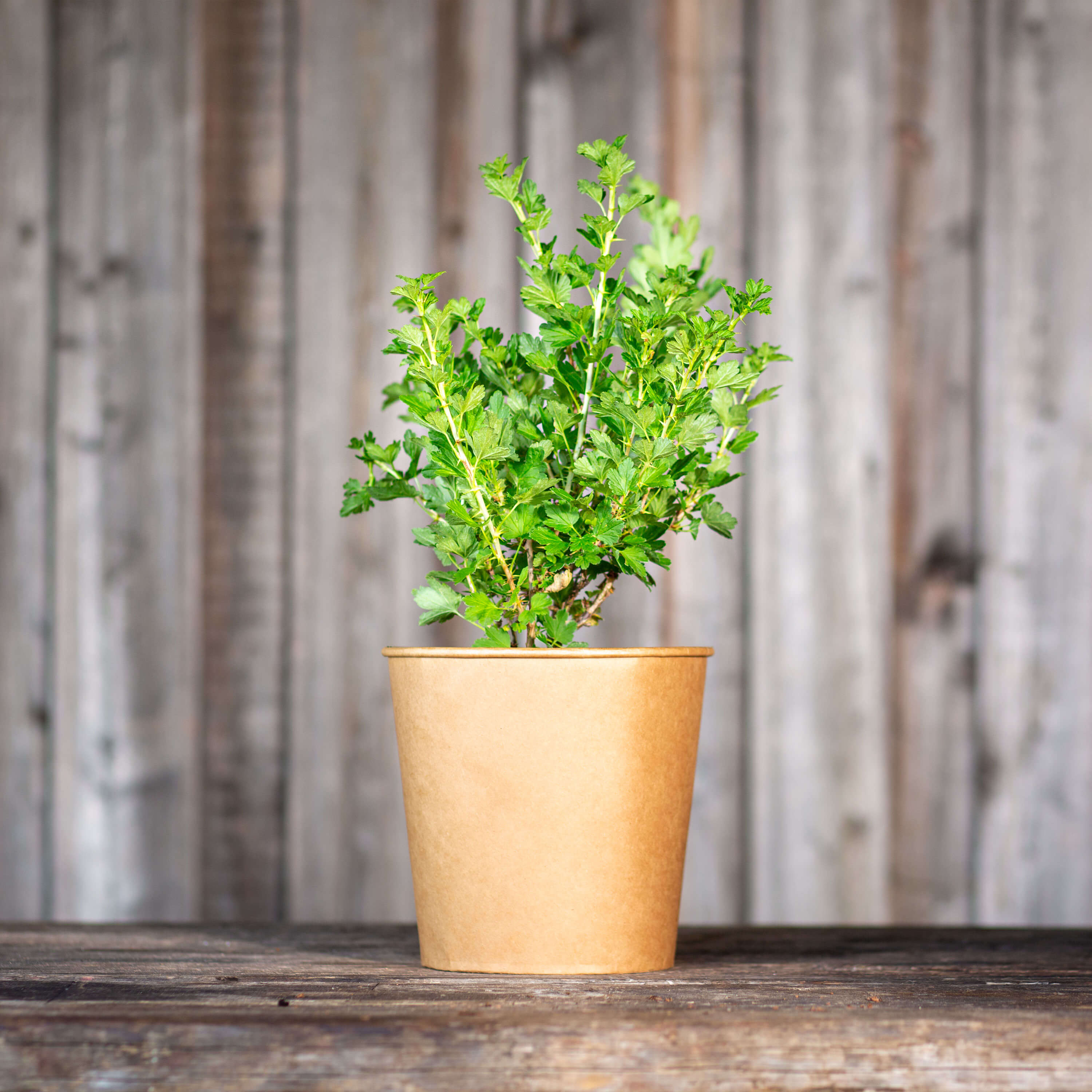 Stachelbeere grün "Stanislav" (Bio)