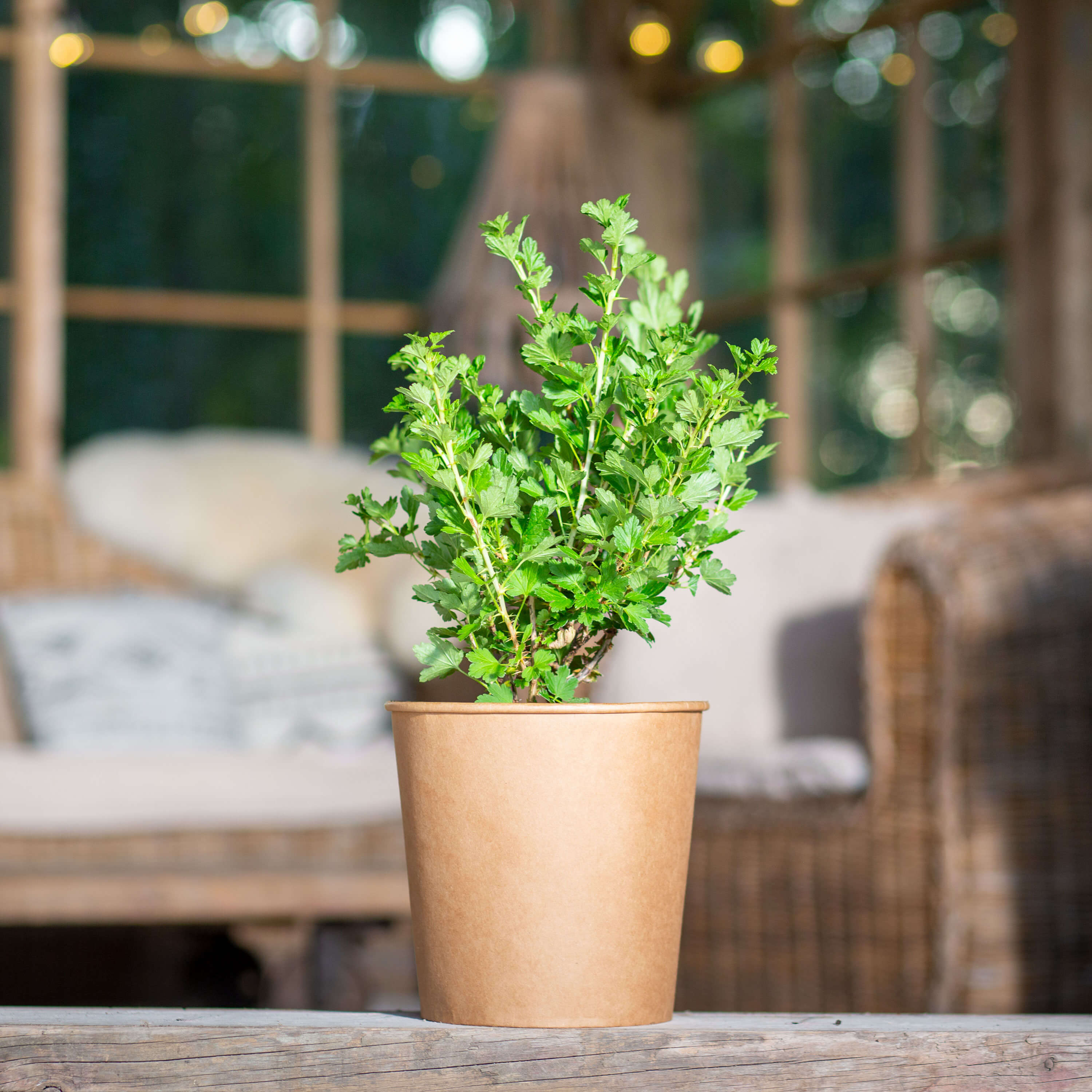 Stachelbeere grün "Stanislav" (Bio)