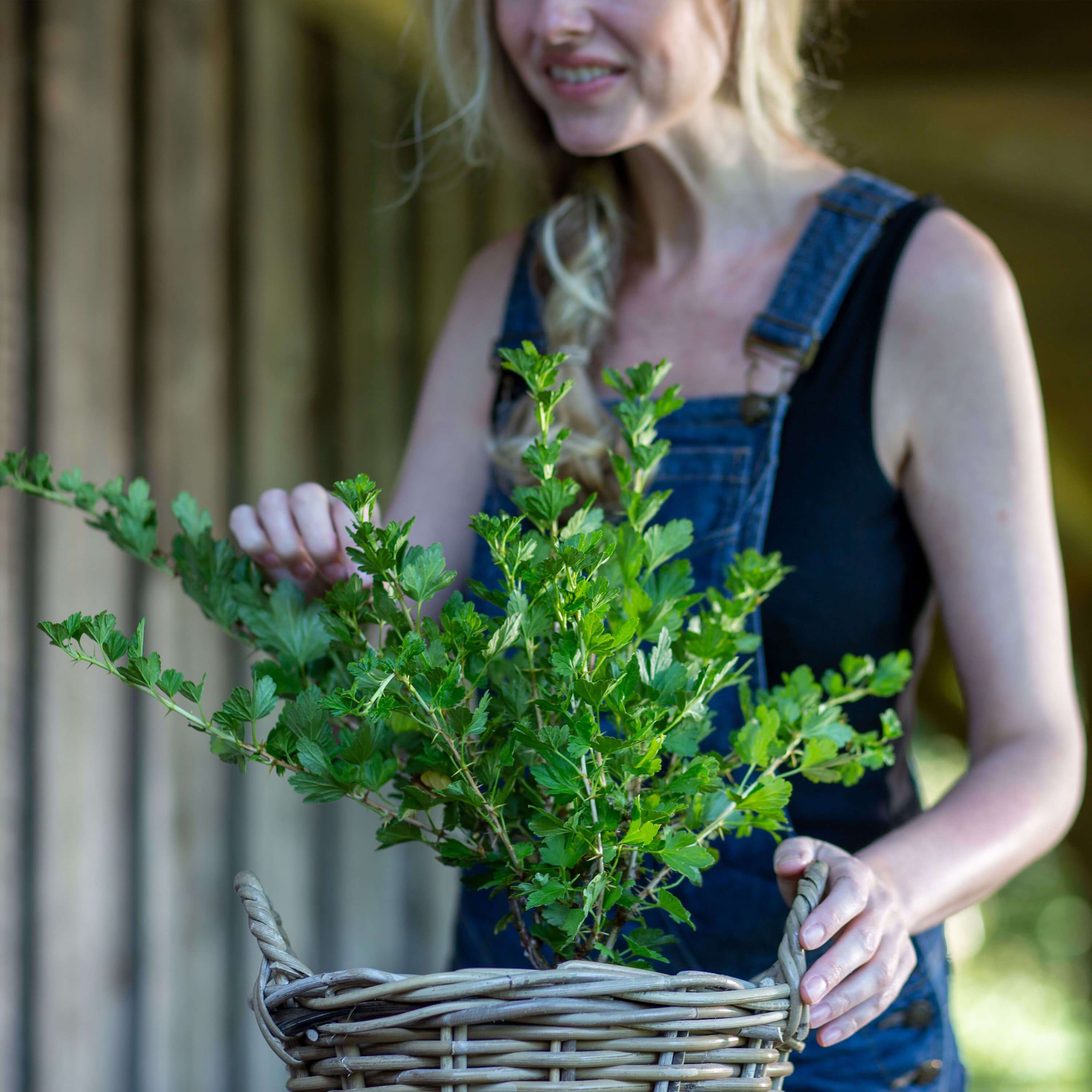 Stachelbeere rot "Stella" (Bio)