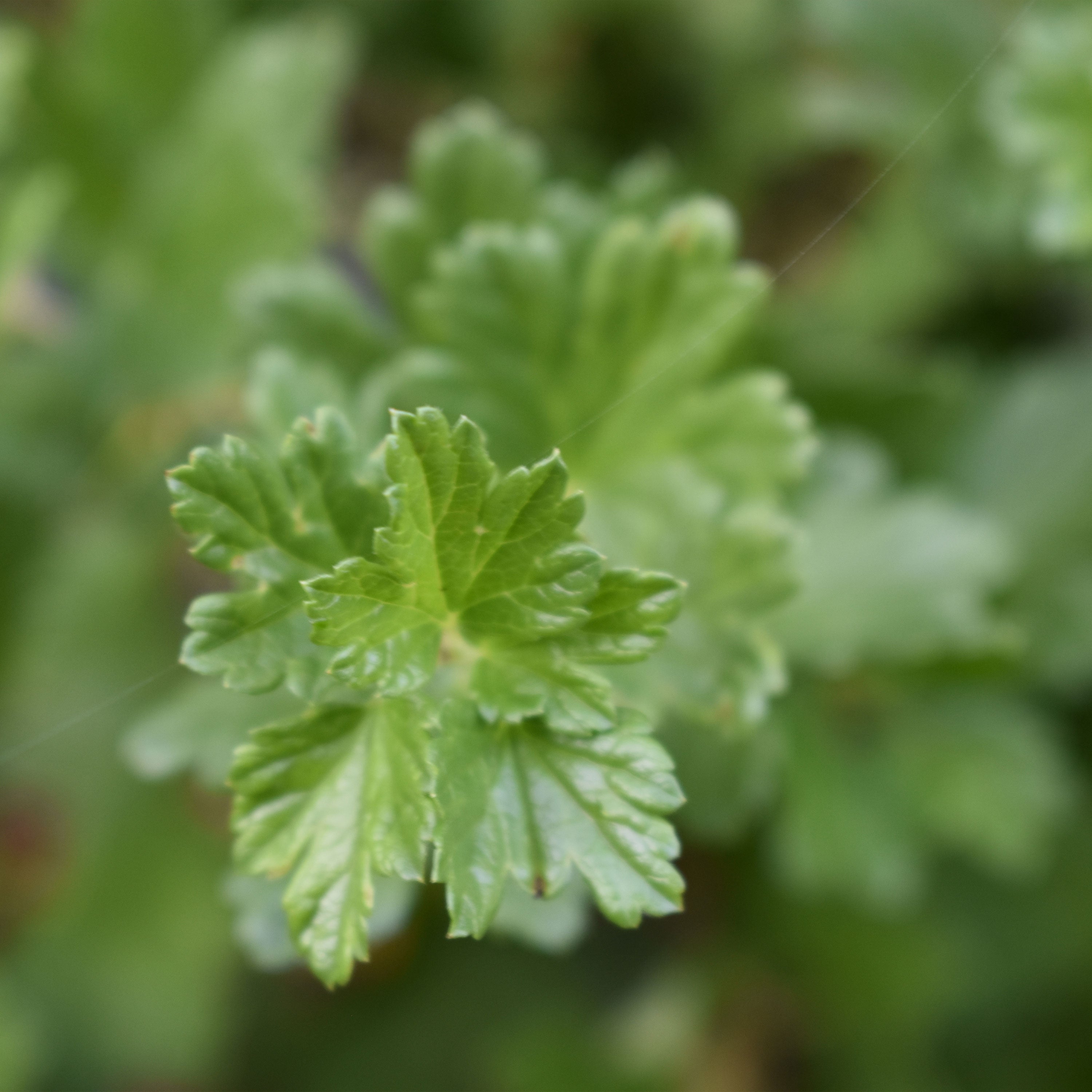 Stachelbeere rot "Stella" (Bio)