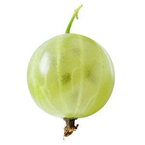 Stachelbeere grün "Stanislav" (Bio)